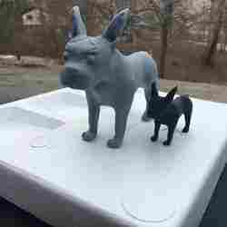 Boston Terrier