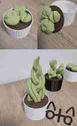 Succulents Box: Sweetheart Plant (Hoya Kerrii)