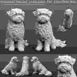 Lara (Shih Tzu x Maltese Mix)