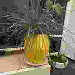 lowpoly pineapple planter with a hole