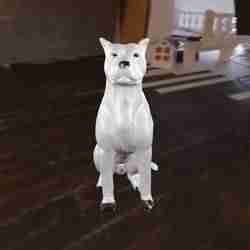 Köpek Amerikan Staffordshire Terrier Personel