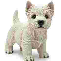 West Highland White Terrier / coleção filhotes