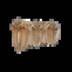 Trilobites espinoso
