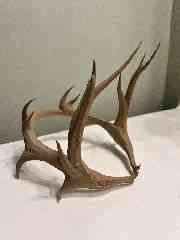 Antler Headpiece