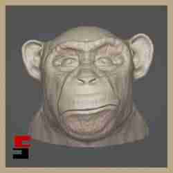 Chimpanzee Bust Head Statue Chimp