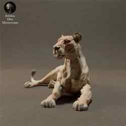 Lioness Lying