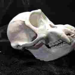 High Resolution Replica Scan Chimpanzee Skull Full Size