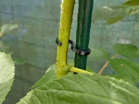 S_plant stem holder