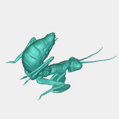 Ameles mantis - Enoderr