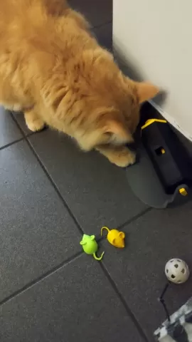 Cat reward snack game - "kozo"
