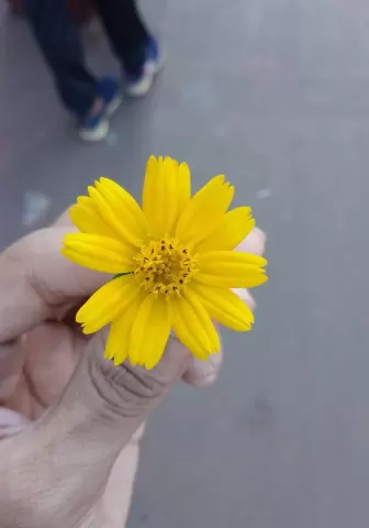 Flower - Gaming With Tanzid