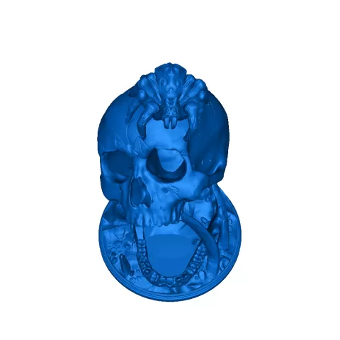 skull