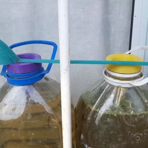 Algae culture 5L bottle set
