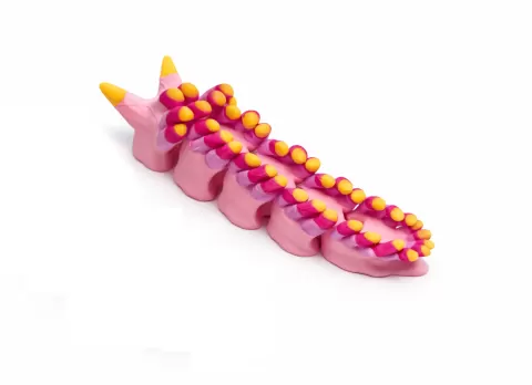 Rainbow Sea Slug