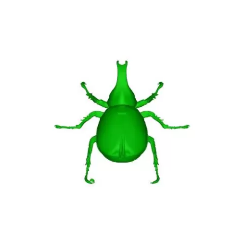 カブトムシ rhinoceros beetle - dend