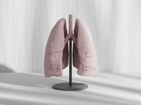 Real Human Lungs Anatomy Model