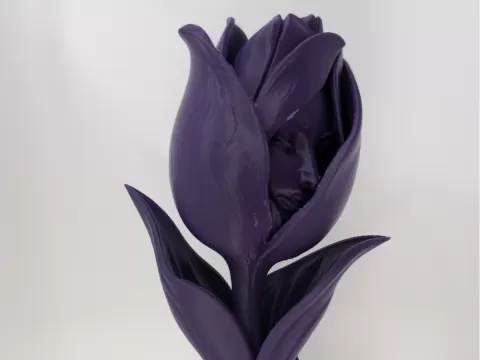 The Unspoken Tulip