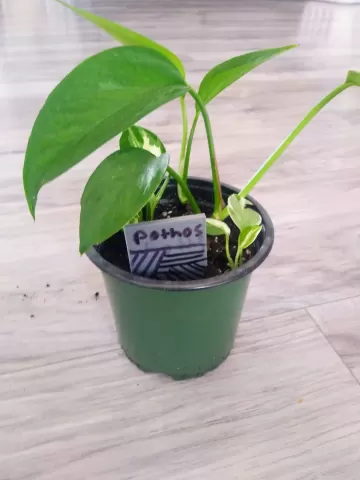 PLANT TAG V2 - Gcode printing