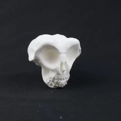 Skull freestyle by Wagon Bertrand