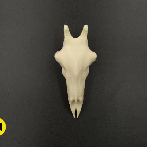Giraffe Skull