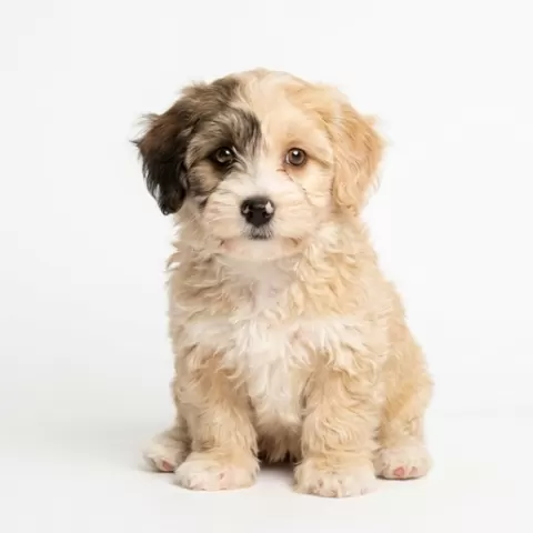 Puffy Puppy