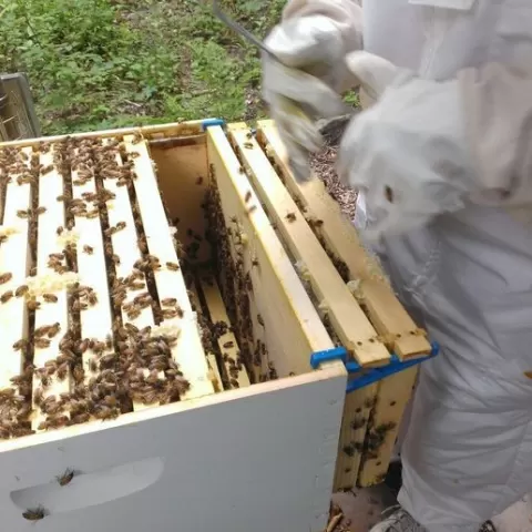 Beehive Frame Hook