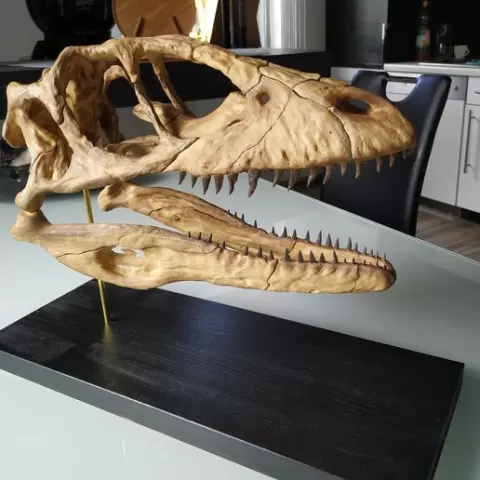 Deinonychus Skull
