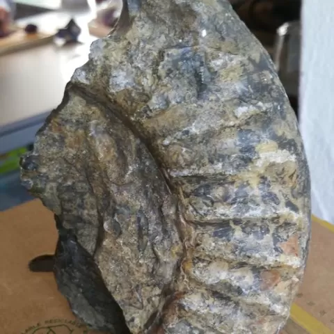 Fossil etrification slug