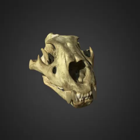 Lion Skull