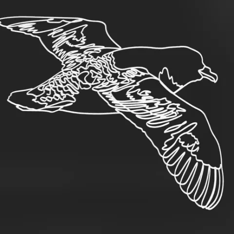 Antarctic Petrel 3 lineart 3dprinted