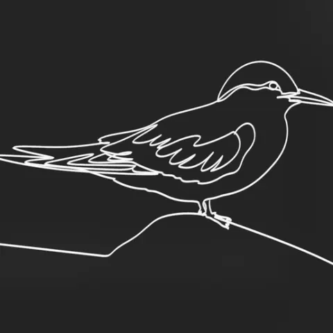 Antarctic Tern 2 lineart 3d printed