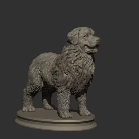 Bernese Mountain Dog