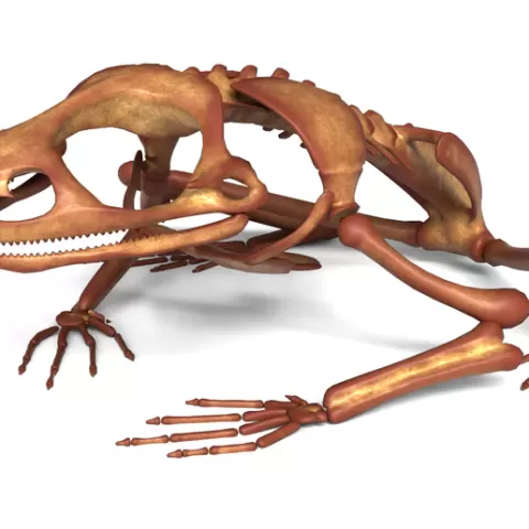 Detailed Frog Skeleton