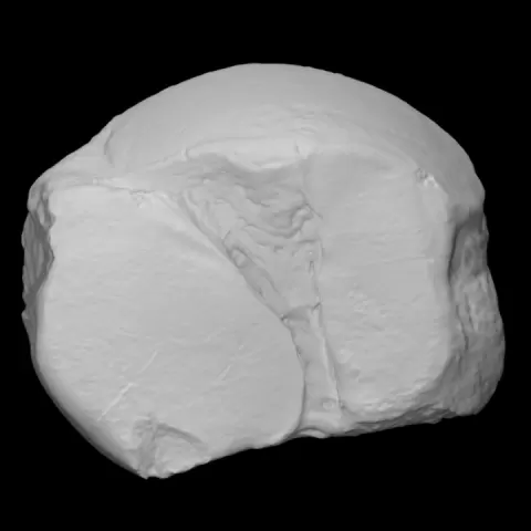 Mastodon Right Astragalus by Virtual Curation Lab