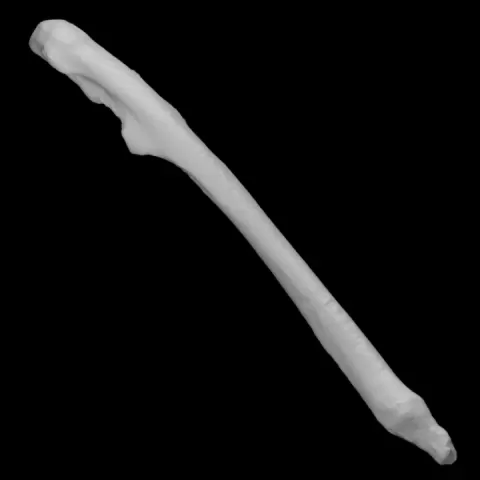 Guinea Pig Left Ulna by Virtual Curation Lab