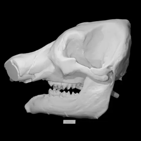 Mastodon skull without tusks by Virtual Curation Lab
