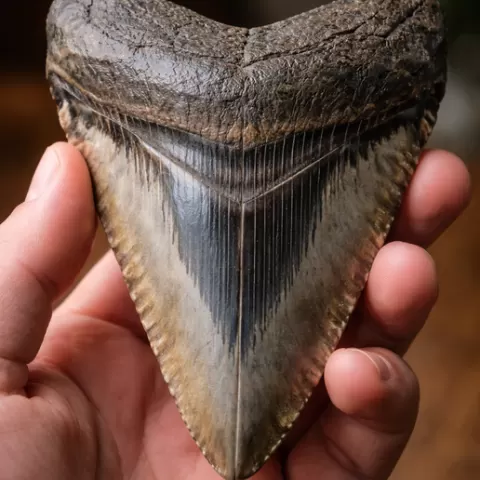 Megalodon tooth