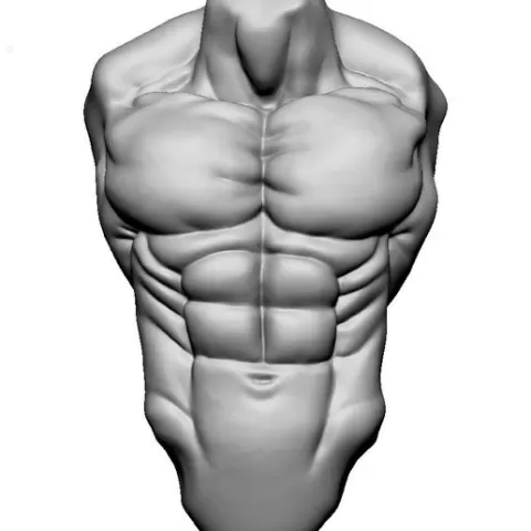 Muscular torso