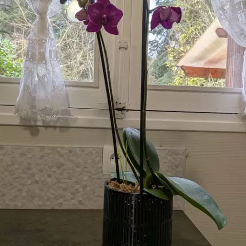 ORCHID POT