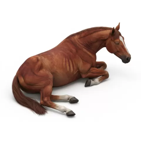 Horse lying on side resting, horse, horses, equine, animal, wildlife, farm, ranch, riding, gallop, mane, tail, hooves, stallion