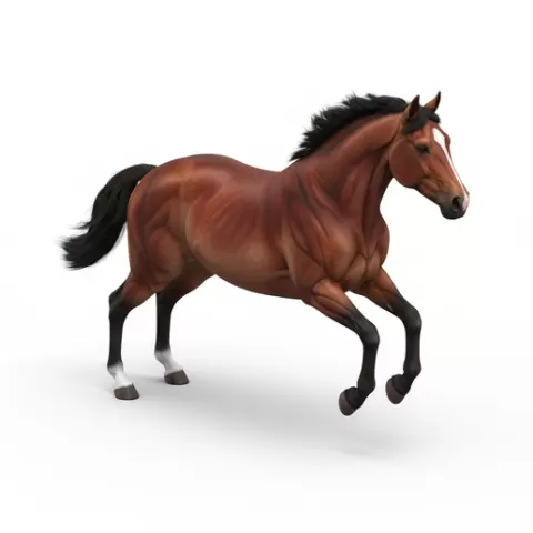 Horse jumping forward, horse, horses, equine, animal, wildlife, farm, ranch, riding, gallop, mane, tail, hooves, stallion