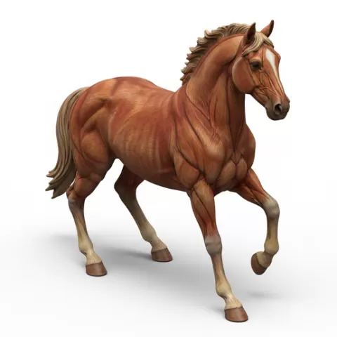 Horse compact stance, horse, horses, equine, animal, wildlife, farm, ranch, riding, gallop, mane, tail, hooves, stallion