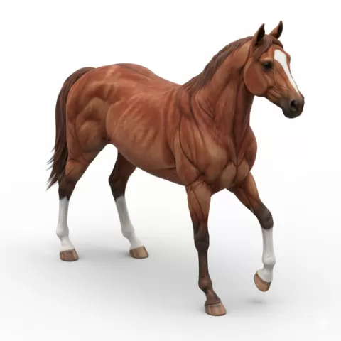 Horse diagonal stance, horse, horses, equine, animal, wildlife, farm, ranch, riding, gallop, mane, tail, hooves, stallion