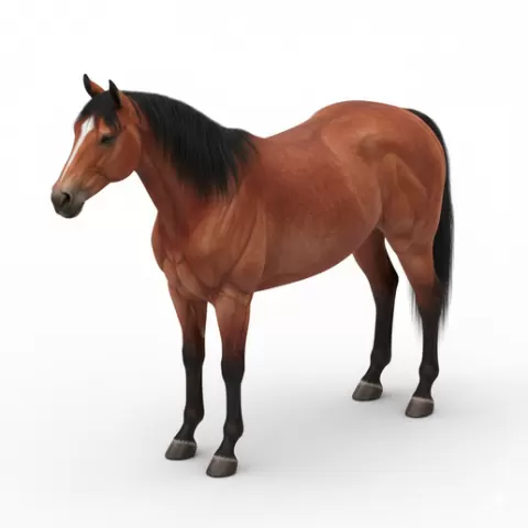 Horse standing neutral side profile, horse, horses, equine, animal, wildlife, farm, ranch, riding, gallop, mane, tail, hooves, stallion