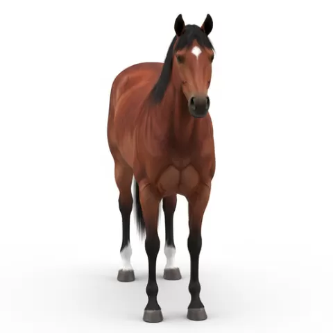 Horse front-facing symmetrical, horse, horses, equine, animal, wildlife, farm, ranch, riding, gallop, mane, tail, hooves, stallion