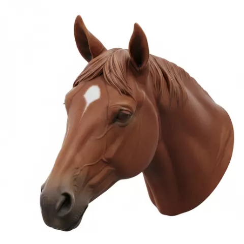 Horse ears relaxed sideways, horse, horses, equine, animal, wildlife, farm, ranch, riding, gallop, mane, tail, hooves, stallion