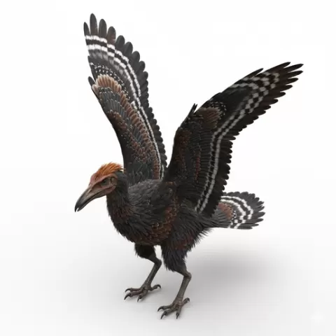 Archaeopteryx perched wings open, dinosaur, dino, prehistoric, jurassic, fossil, reptile, creature, monster, fantasy, dragon, beast