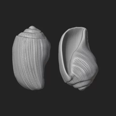 Snail Shell - 3D Printable Gastropod Model