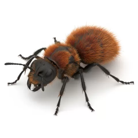 Velvet ant wasp-like fuzzy body, insect, bug, arthropod, beetle, ant, spider, butterfly, moth, dragonfly, wasp, bee, larva, wings