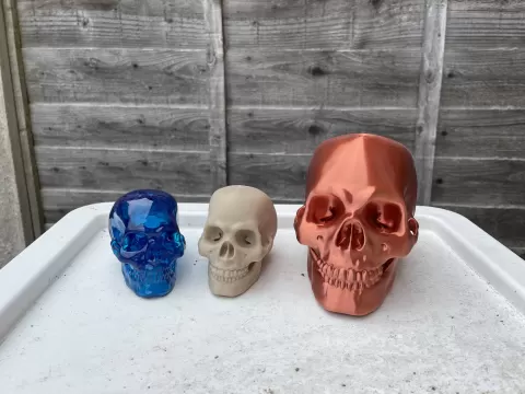 Human Skull